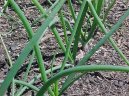 :  > Cibule zimní - sečka (Allium fistulosum L.)