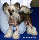 :  > Čínský chocholatý pes (Chinese Crested Dog)