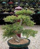 :  > Čínský jilm (Ulmus parvifolia)