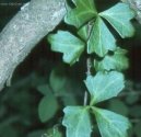 :  > Cisus, žumen (Cissus)