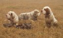 :  > Clumber španěl (Clumber Spaniel)