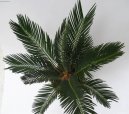 :  > Cykas japonský (Cycas revoluta)