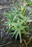 Cyperus, šáchor