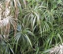 Cyperus, šáchor