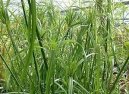 Cyperus, šáchor