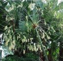 Cyperus, šáchor
