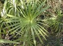 :  > Cyperus, šáchor (Cyperus)