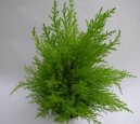 :  > Cypřiš velkoplodý (Cupressus macrocarpa)