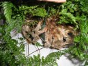 :  > Davallie kanárská (Davallia Canariensis)