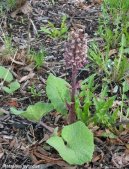 :  > Devětsil Lékařský (Petasites hybridus L.)