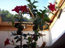 :  > Dipladénie (Dipladenia)