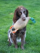 :  > Dlouhosrstý ohař z Pont-Audemer (Pont-Audemer Spaniel)