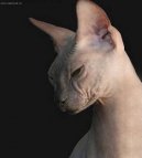 Donský sphynx