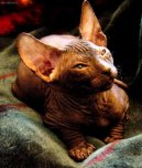 :  > Donský sphynx (Don Sphynx Cat)