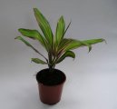 :  > Dračinka, kordyline (Cordyline)