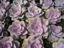 :  > Echevérie, dužnatka (Echeveria)