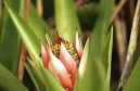 Échmea