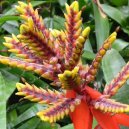 Échmea