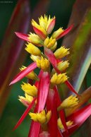 Échmea