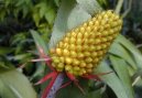 Échmea