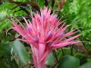 Échmea