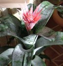 :  > Échmea (Aechmea)