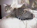:  > Egyptská mau (Egyptian mau)
