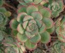:  > Eonium drobnolisté (Aeonium)