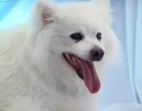 :  > Eskymácká lajka (Eskimo Dog)