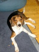 :  > Estonský lovecký pes (Estonian Hound)