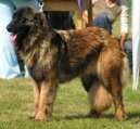:  > Estrelský pastevecký pes (Estrela Mountain Dog)