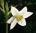 Eucharis, líbenka