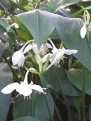 Eucharis, líbenka
