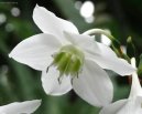 Eucharis, líbenka