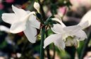 Eucharis, líbenka