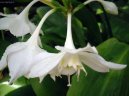 :  > Eucharis, líbenka (Eucharis)