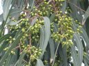 :  > Eukalypt, Blahovičník Kulatoplodý (Eucalyptus globulus)