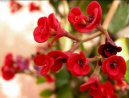Pryšec nádherný, vánoční hvězda, poinsetie