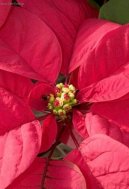 Pryšec nádherný, vánoční hvězda, poinsetie