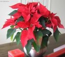 Pryšec nádherný, vánoční hvězda, poinsetie