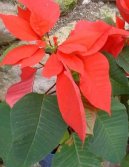 Pryšec nádherný, vánoční hvězda, poinsetie