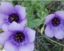 Eustoma, jícnovka