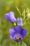 Eustoma, jícnovka