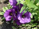 Eustoma, jícnovka