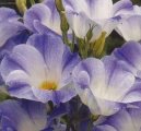 Eustoma, jícnovka