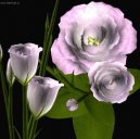 :  > Eustoma, jícnovka (Eustoma)