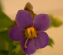 :  > Exakum, hořkolist (Exacum affine)