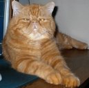 :  > Exotická krátkosrstá kočka (Exotic Shorthair Cat)