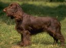 :  > Field španěl (Field Spaniel)