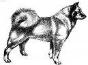 :  > Finský špic (Finnish Spitz, Suomenpystkorva)